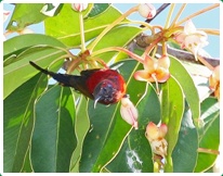 Birds in Chiang Dao 